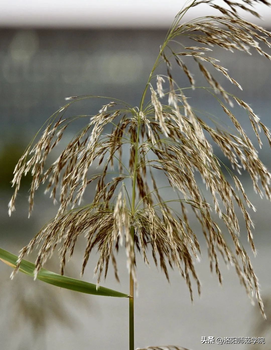 当洛师邂逅43种中国传统色……
