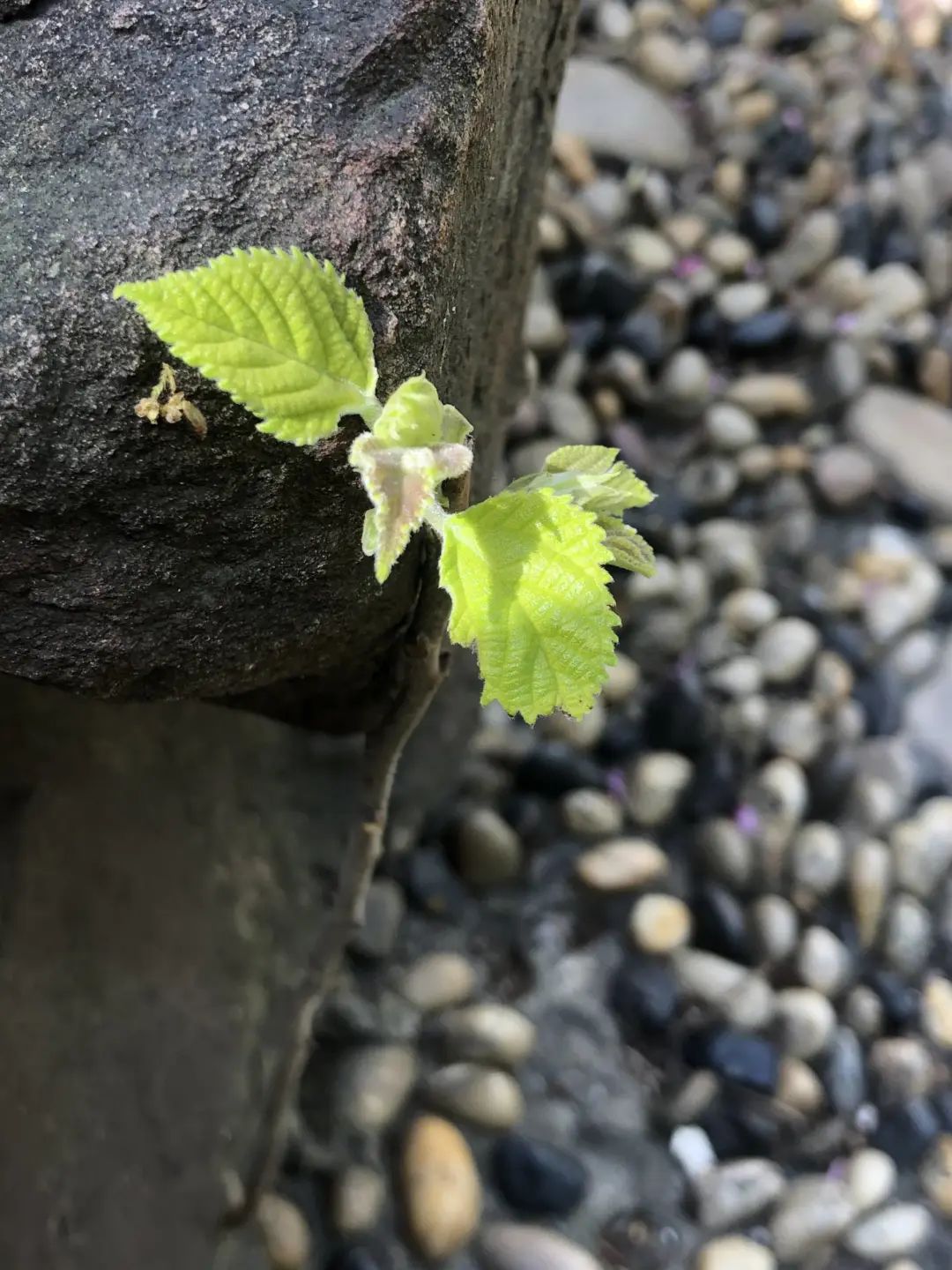 错过了一个秋天,错过了一个春秋