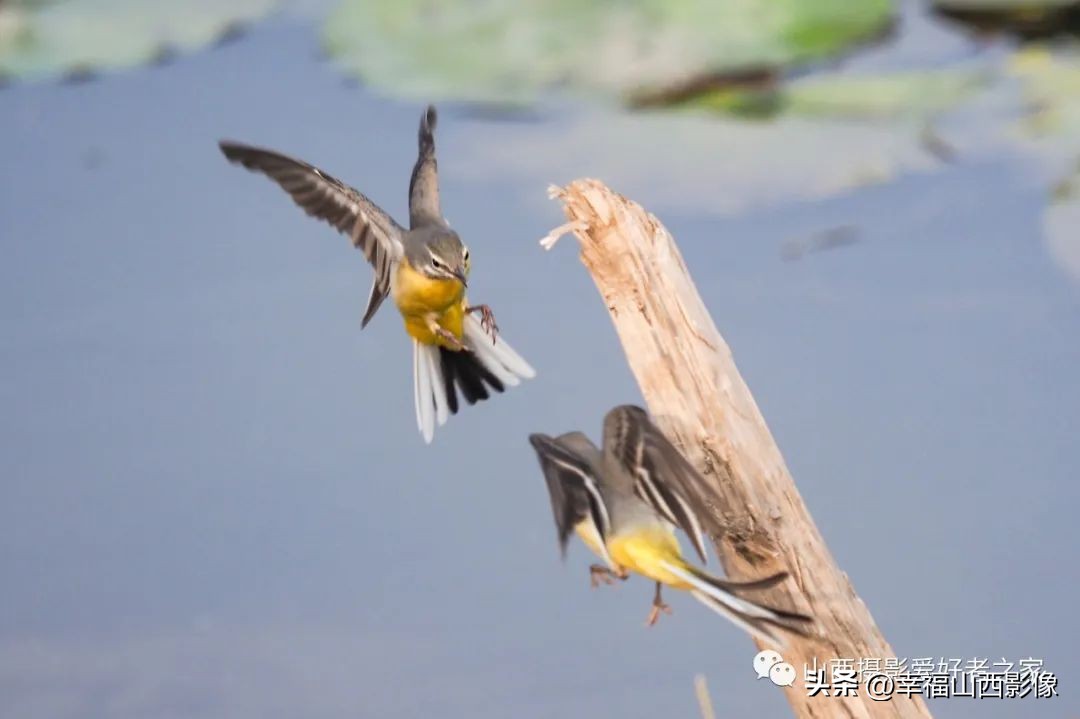 轻巧而又专业的拍鸟器材是它——奥之心相机镜头体验记