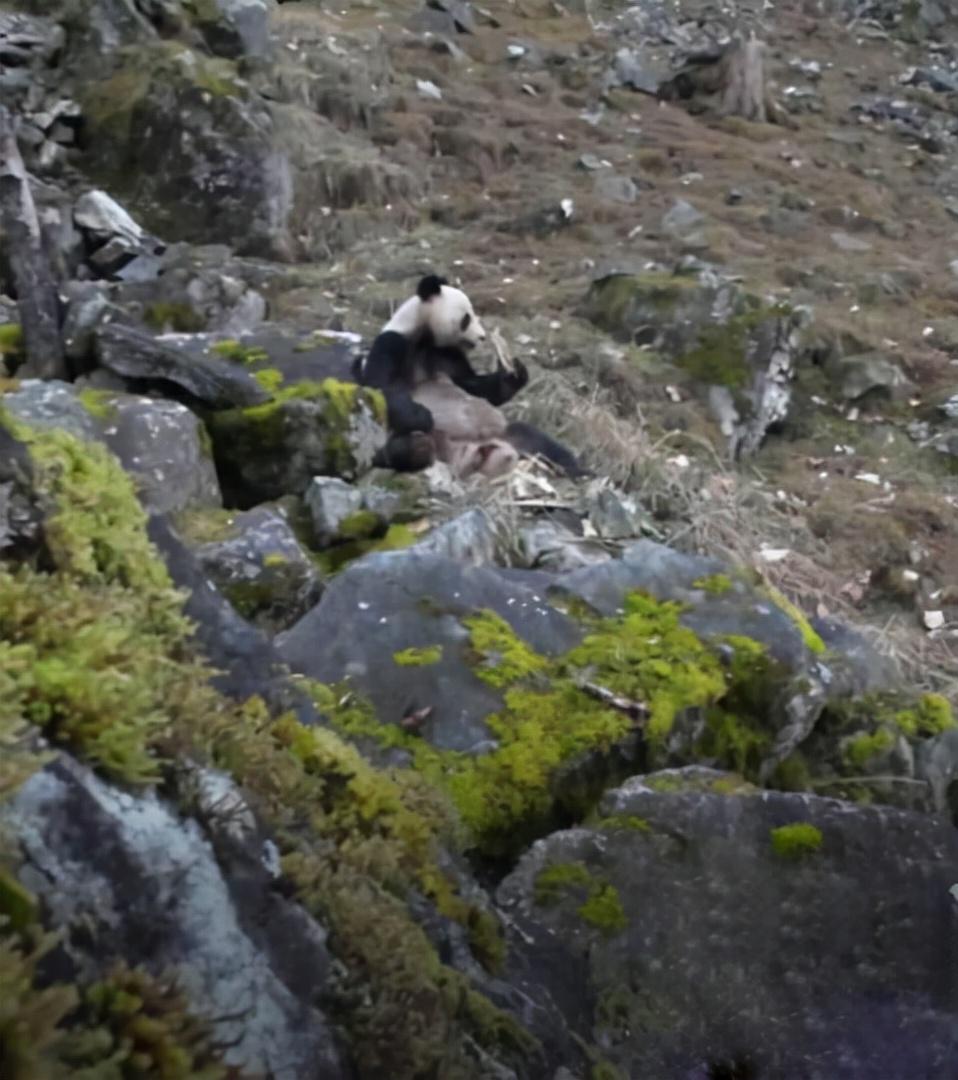 四川发现一大熊猫，在竹林转悠，还在一棵树边，表演“倒立撒尿”