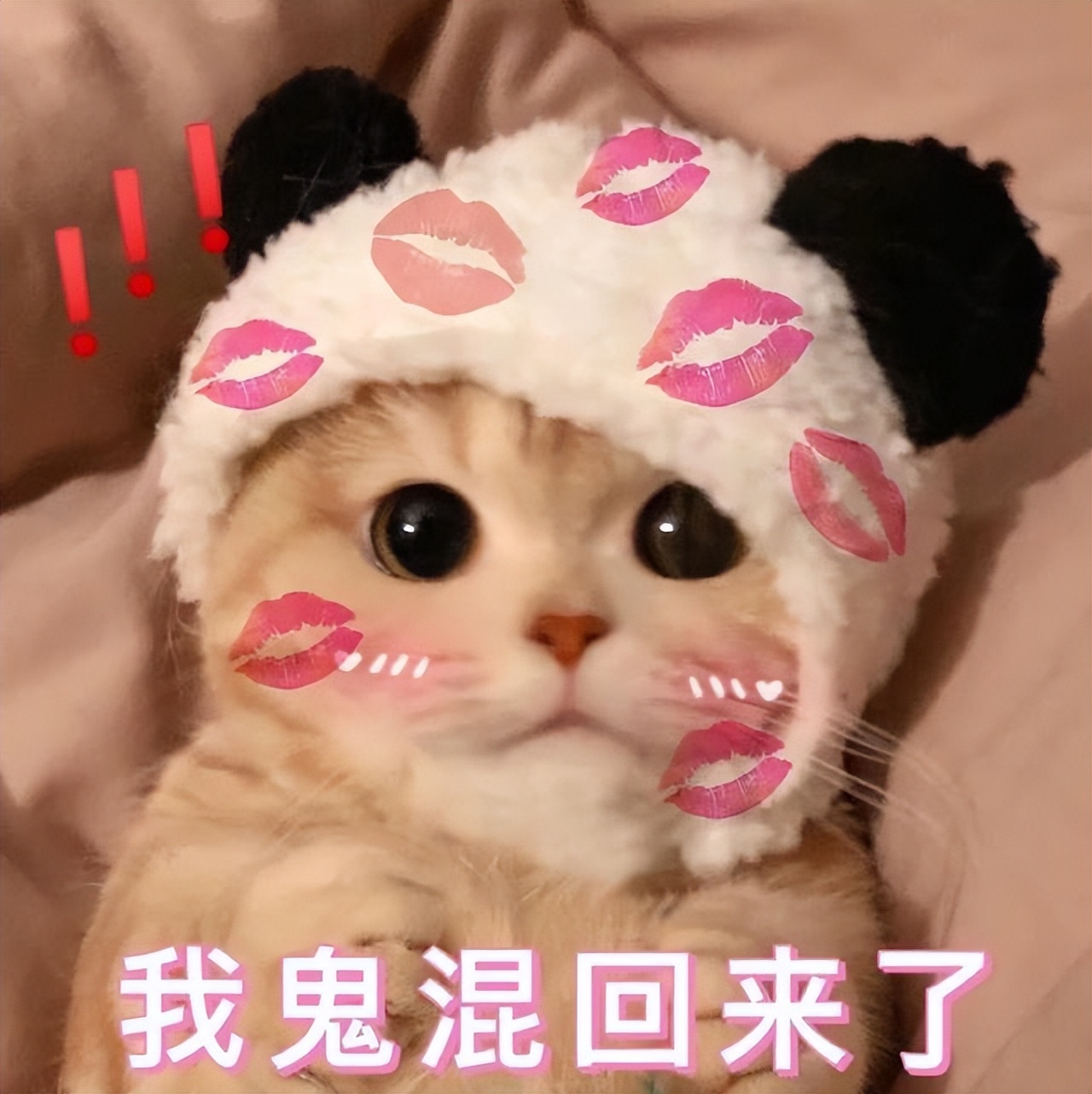 猫咪的生命终点,猫咪的生命有多少年