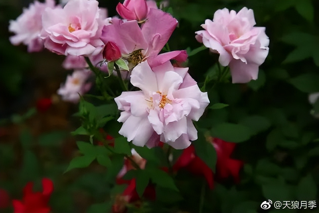 七夕卖玫瑰花要准备什么,七夕买红玫瑰还是彩色玫瑰