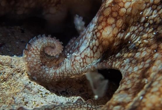 这个男人太大胆，因为夫妻不和谐，转身就爱上了一条章鱼！纪录片