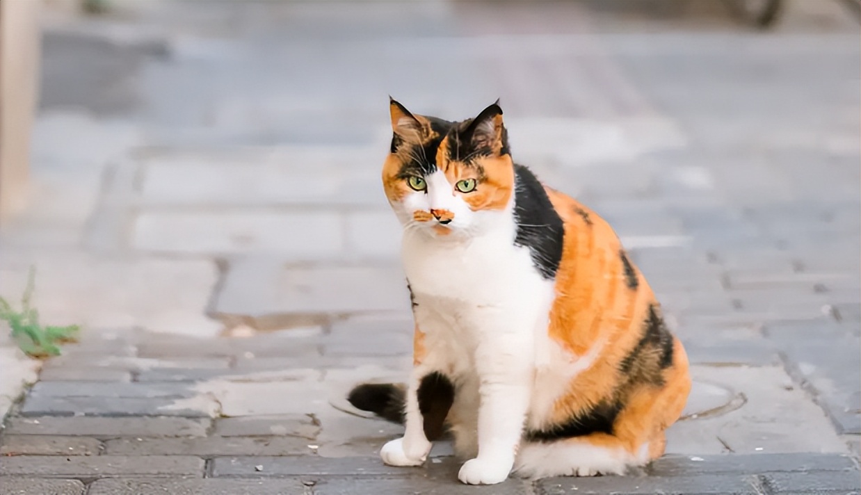 为什么有的猫咪看着不胖却很重,五种最容易胖的猫是什么猫
