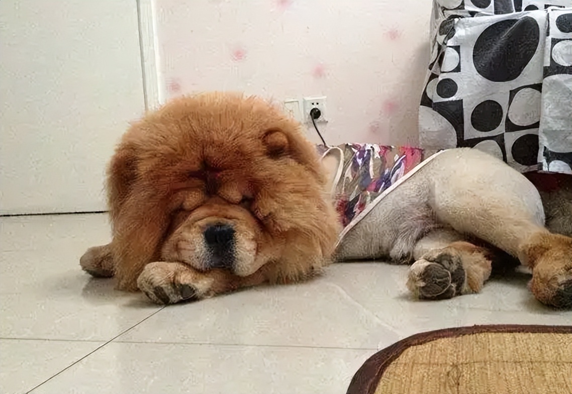 松狮犬不吃饭只喝水什么病,松狮犬经常呕吐是什么原因