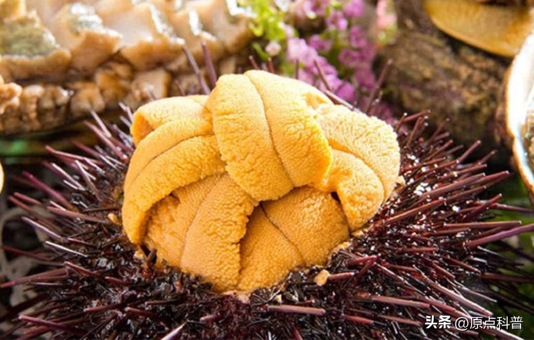 中国十大海鲜最新排名,国内生吃海鲜排行榜前十名