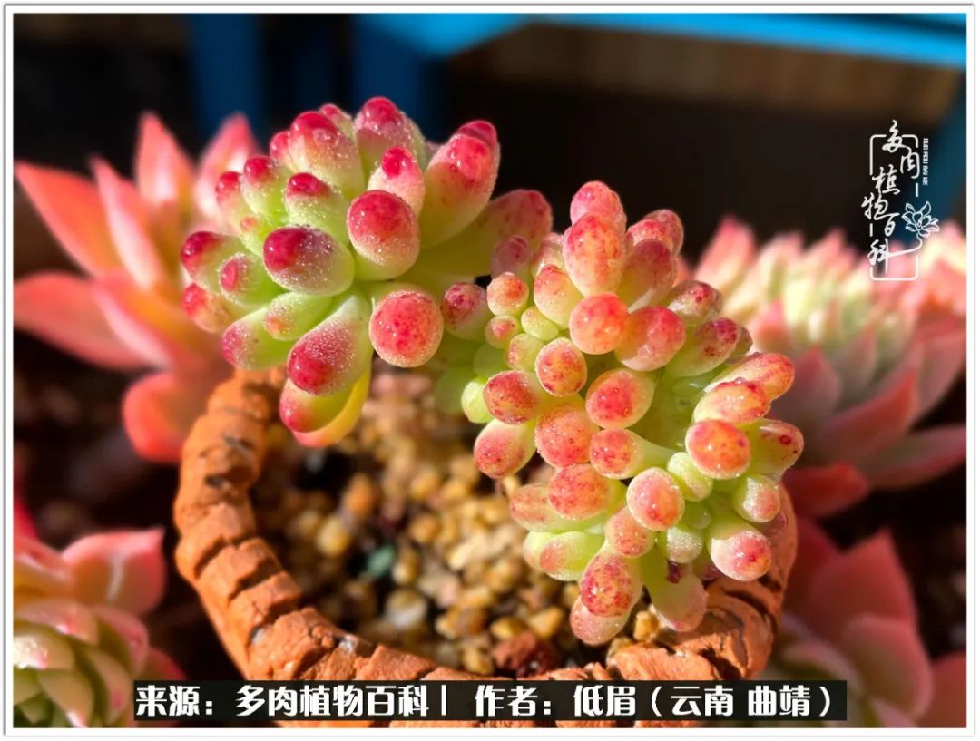 玉露多肉冬季分盆,玉露多肉怎样才能晶莹剔透