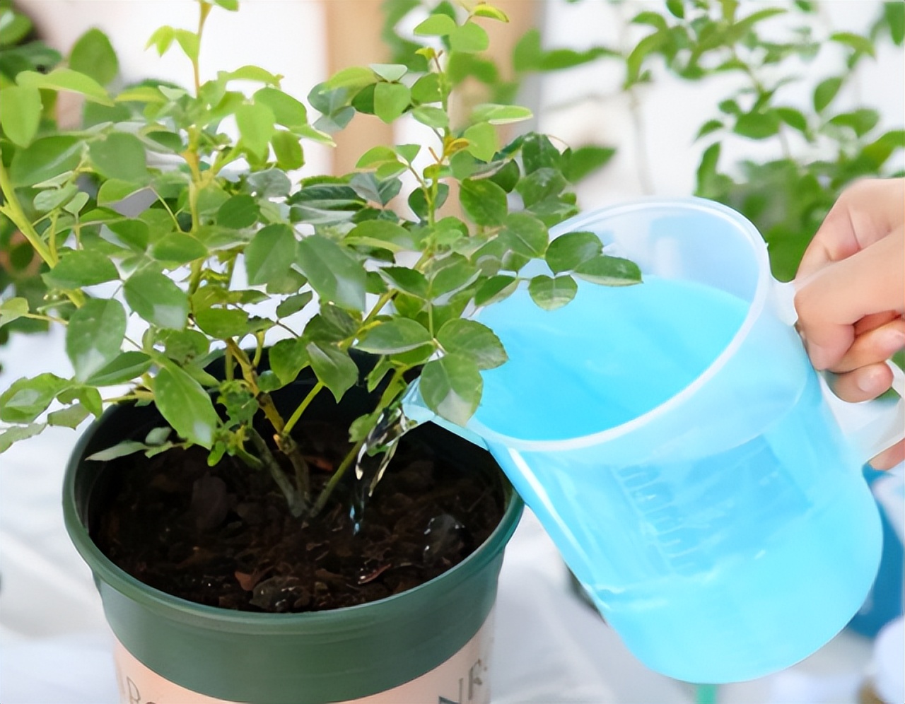 花多多是磷酸二氢钾吗,花多多2号是智商税吗