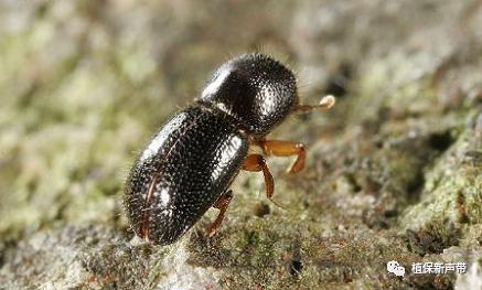 蛀干害虫为害症状识别,什么是蛀干害虫