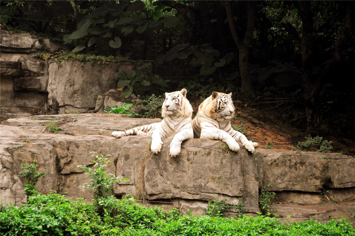 广州长隆野生动物世界有大象吗,广州长隆野生动物世界有多少动物