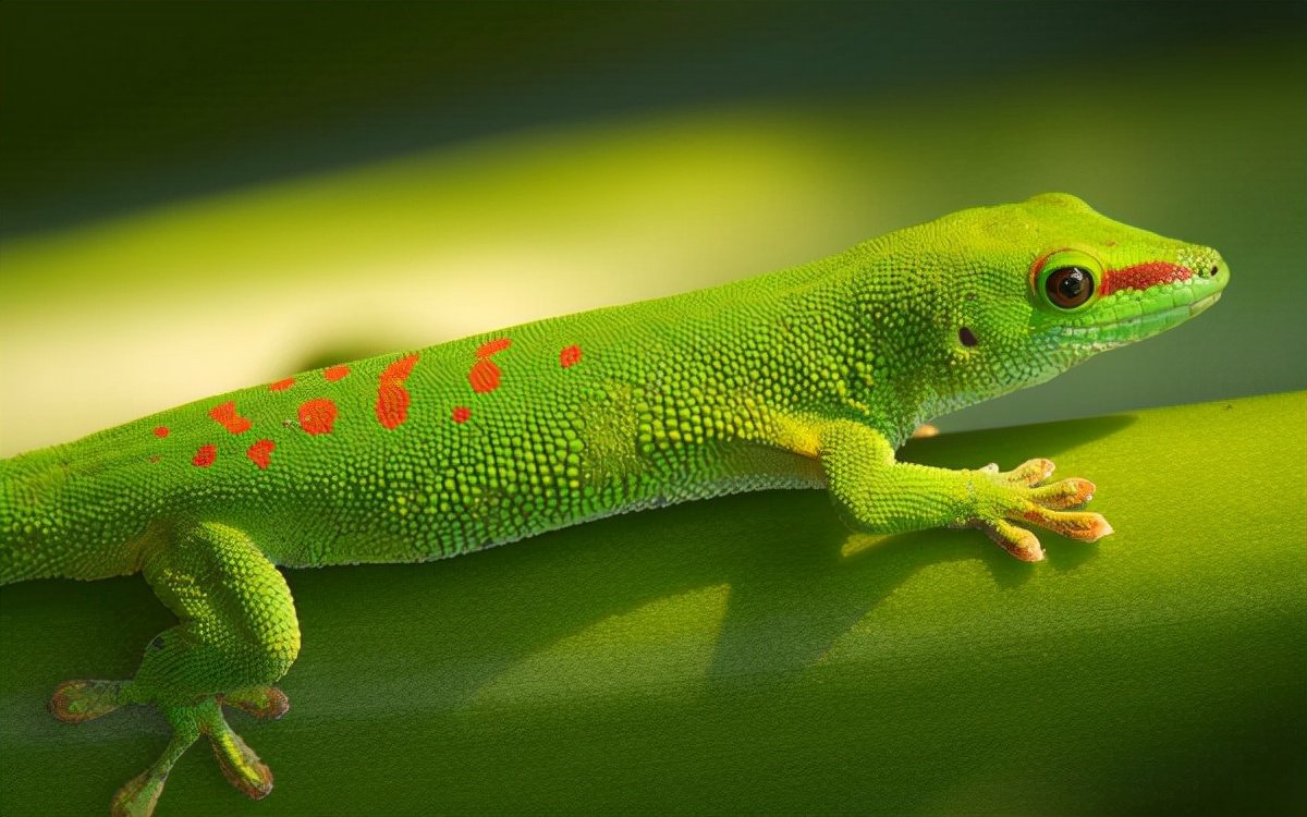 家里进壁虎了要不要把它打下来,家里进了壁虎怎么驱赶