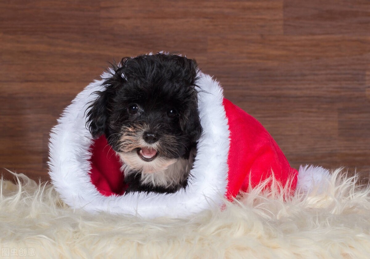 为什么狗狗洗完澡之后疯狂掉毛,狗狗刚洗完澡异味很重什么原因