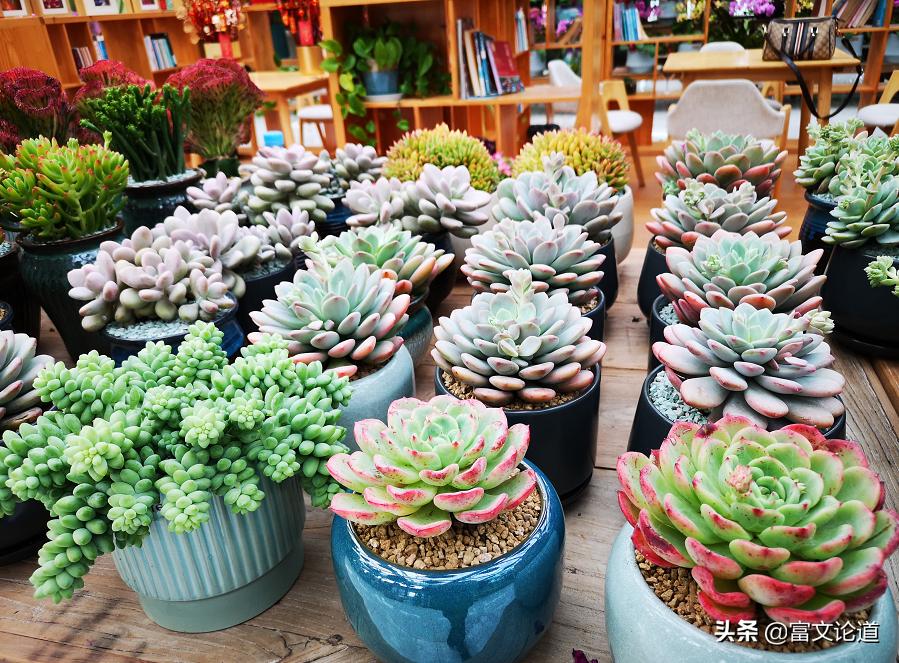 丰城花卉小镇杜鹃花海,丰城花卉小镇攻略