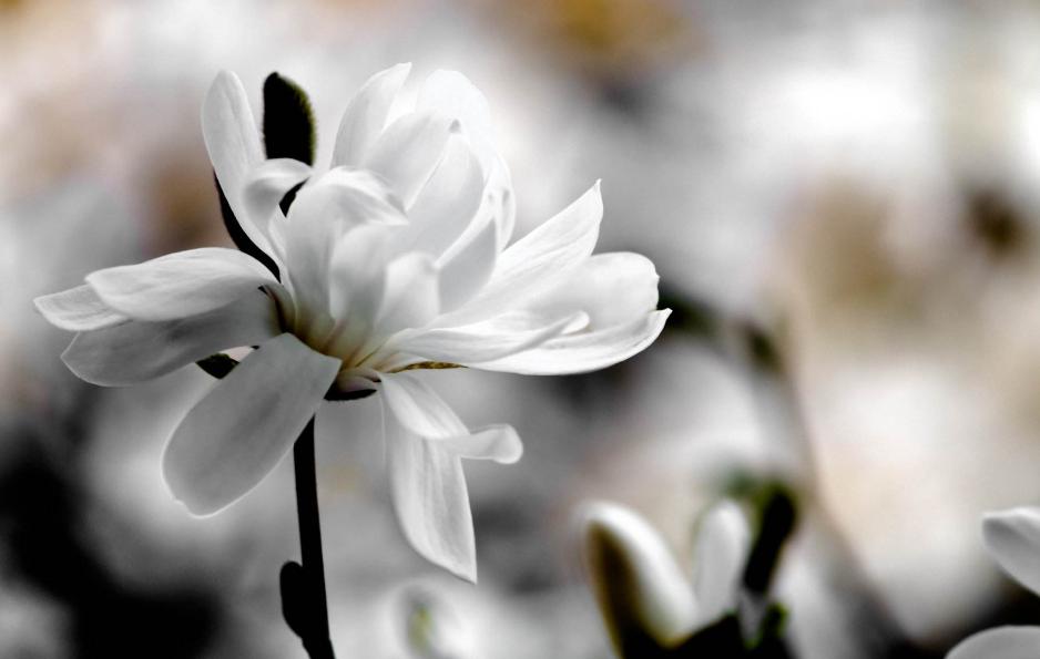 玉兰花古诗30首,玉兰花开古诗