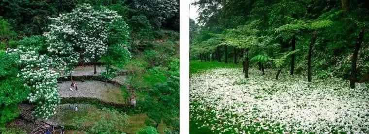 广州鹤之洲湿地公园游玩攻略简介,增城凤凰古城一日游最佳去处