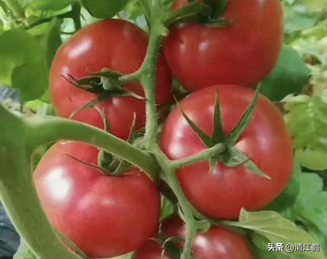 人称“蜂花醇”，有“9大增产用途”，对照使用，可提质增效