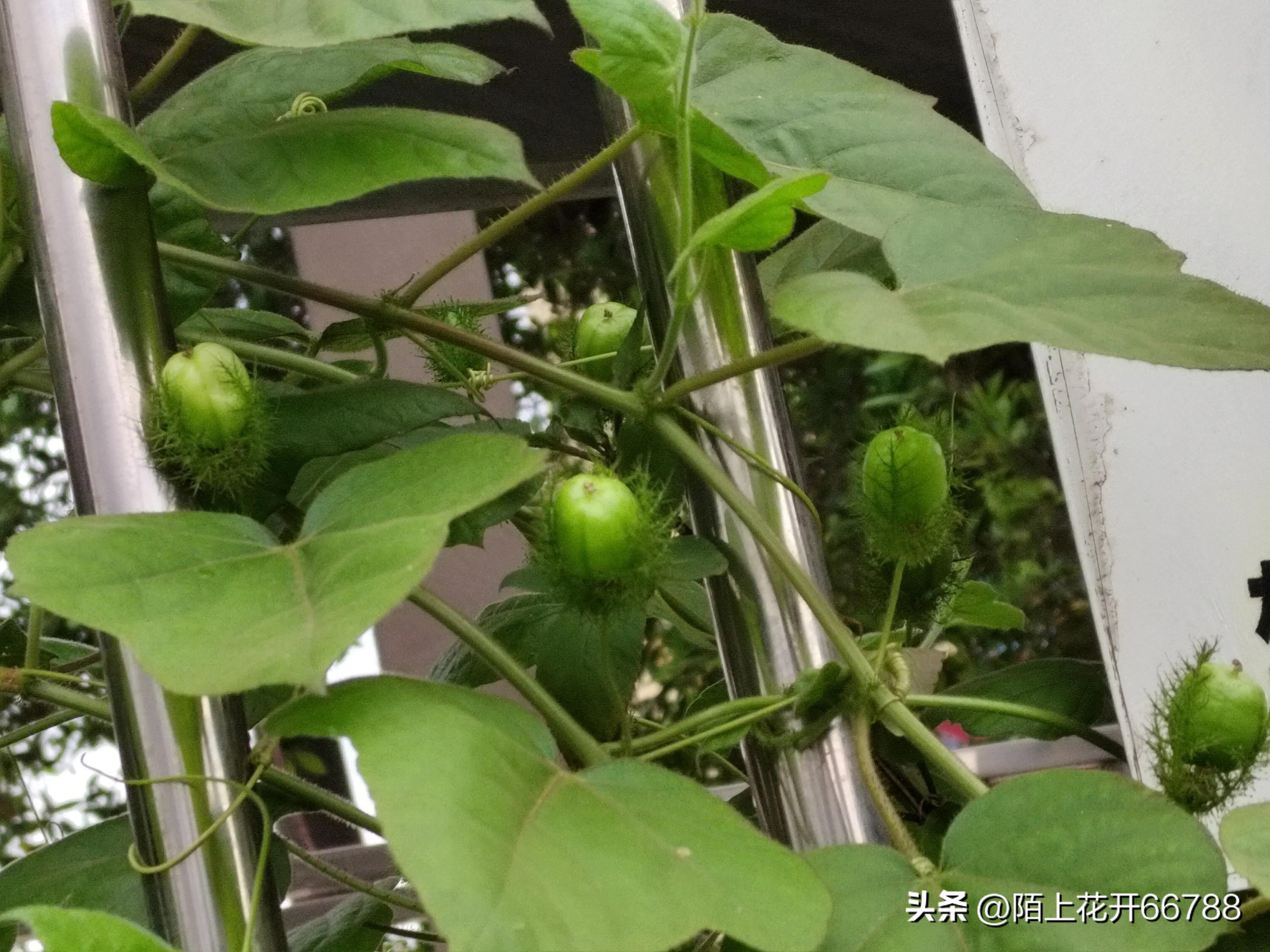 靠独特香味吸食昆虫的龙珠花精美绝伦，果实药用价值很高