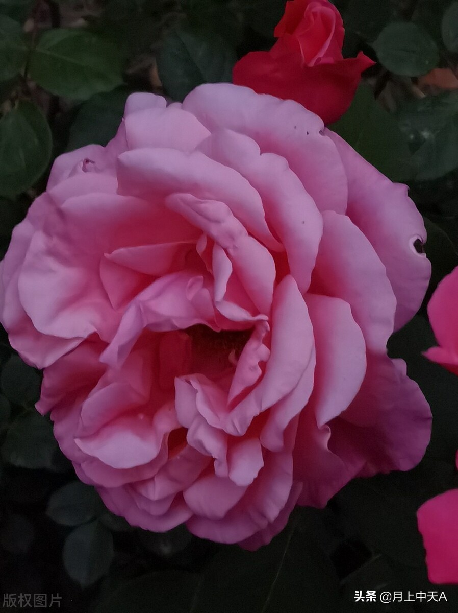 咏月季花的诗,月季花七绝诗