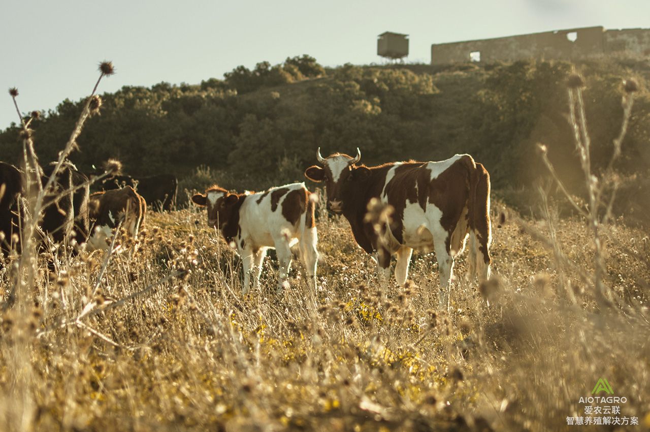 如何借助大数据实现智慧农业,智慧农业系统颠覆传统农场