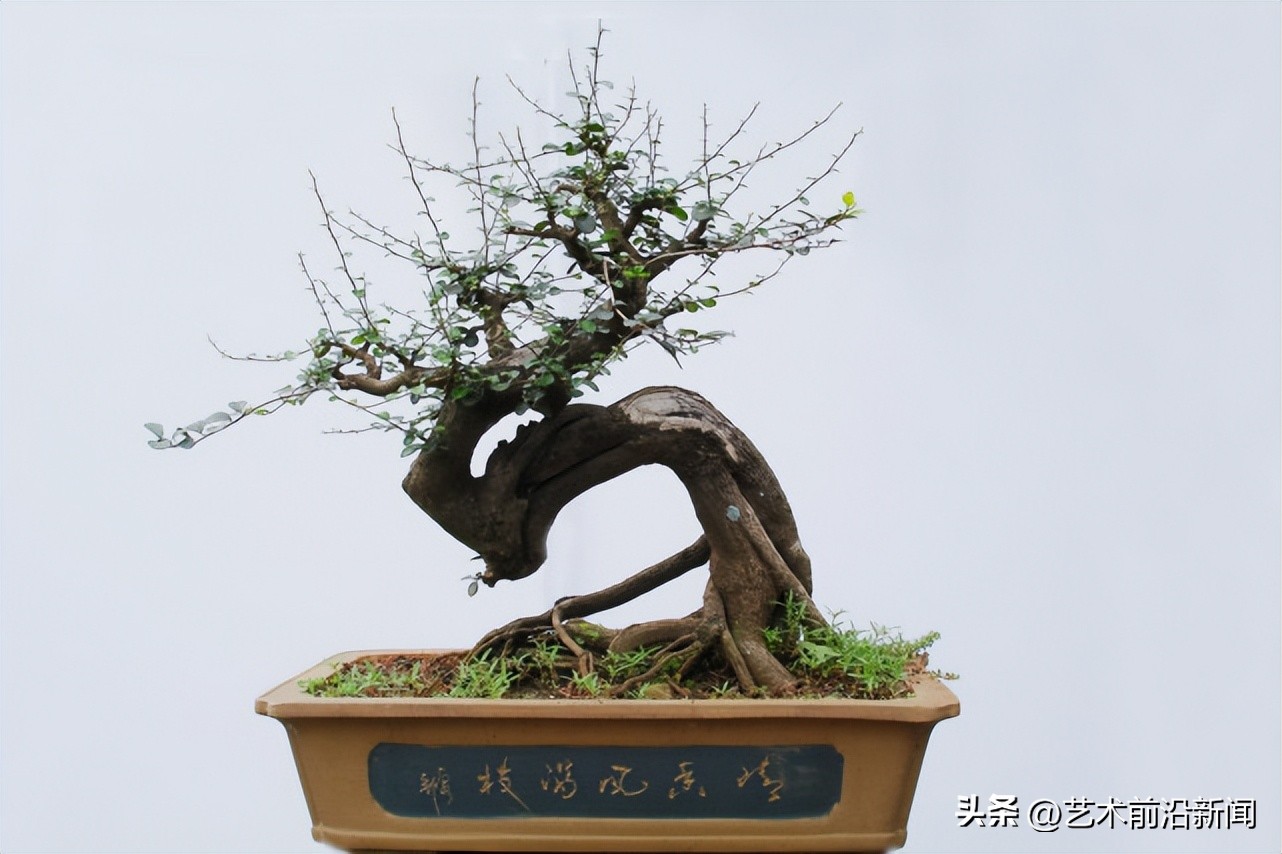 「艺术前沿」胡庆魁的木石人生