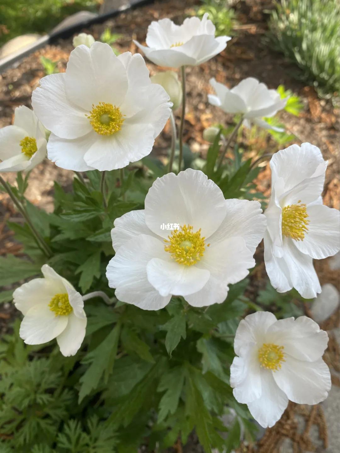 十二星座本命香水,十二星座本命星座