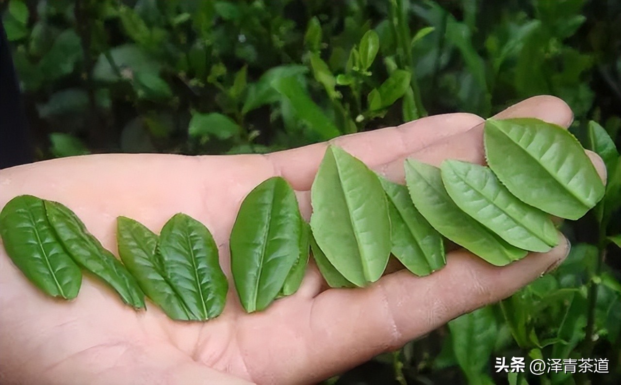 福建中国茶叶第一大省,中国茶叶排名第一省