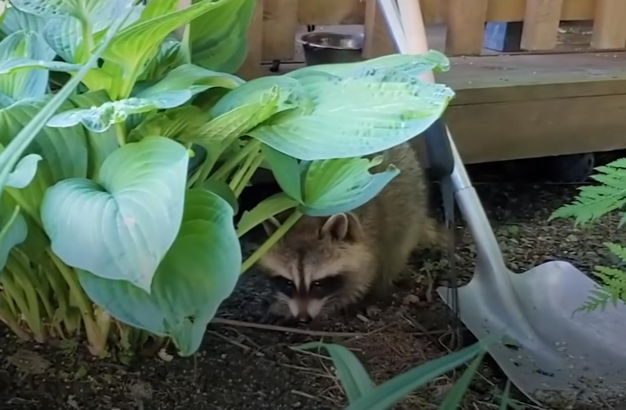 鍔犳嬁澶у皬娴g唺骞煎唇,鍔犳嬁澶у杺鍏诲皬娴g唺