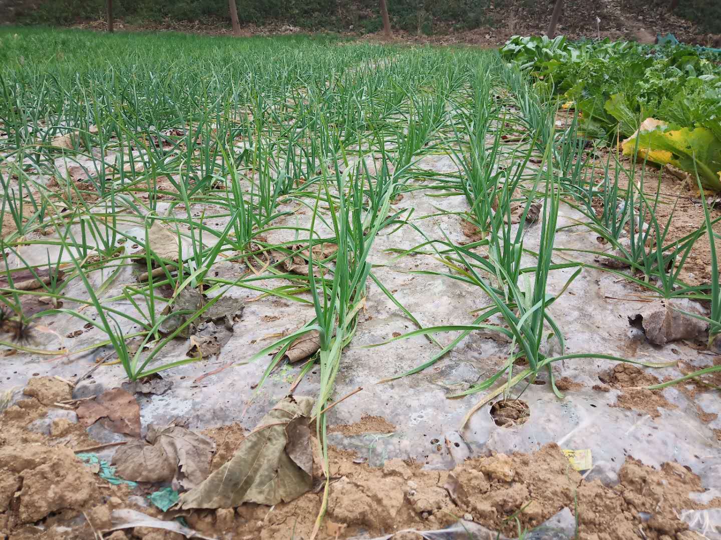 大蒜苗弱怎么壮苗,大蒜生根壮苗防冻套餐