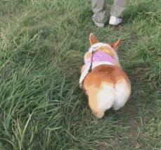 哪6种狗狗没有攻击性和不咬人,什么狗最乖最好养最好听话不咬人