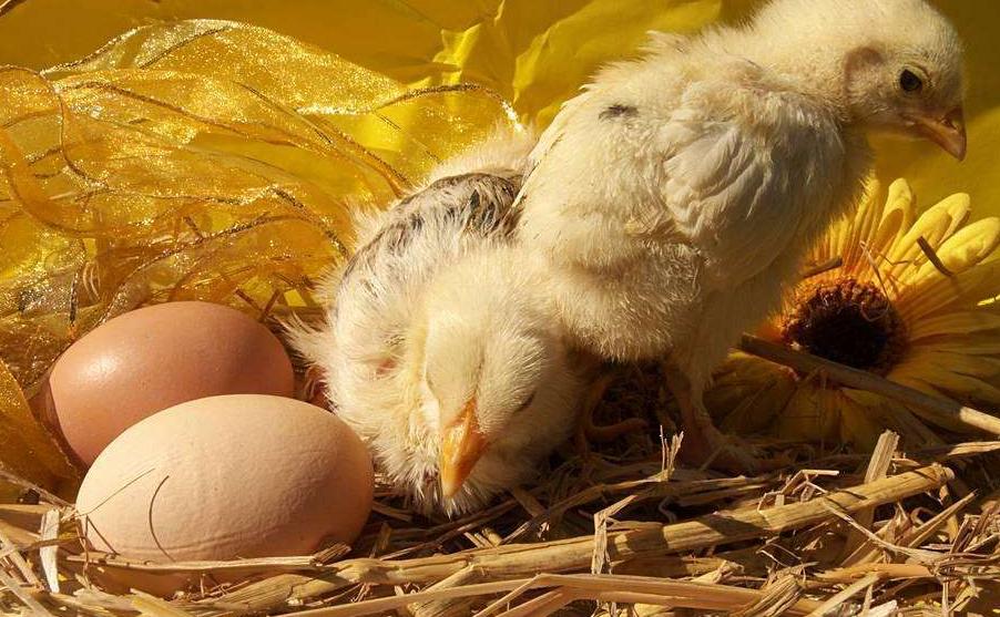 治鸡怪叫的特效药,养鸡感冒秘方大全