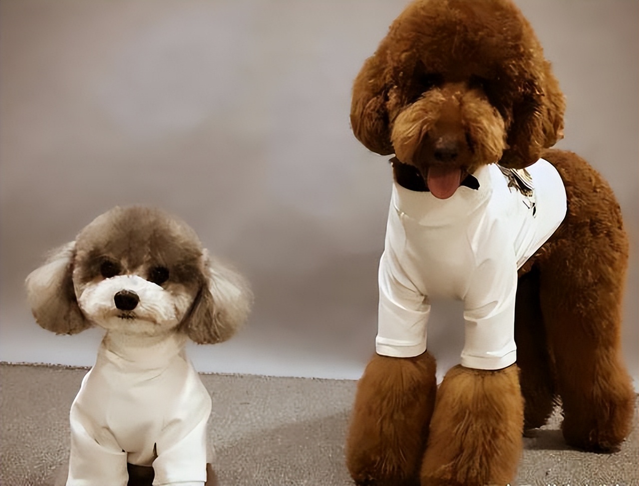 养不同狗的性格特点,狗有这几种特征代表你养得好