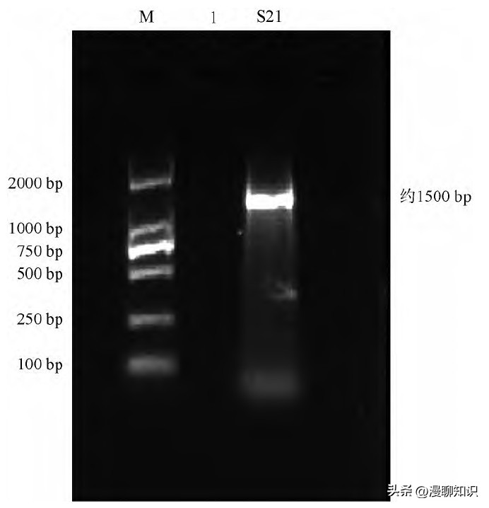 鸡源欧文氏菌是什么？关于它的分离鉴定及耐药基因检测