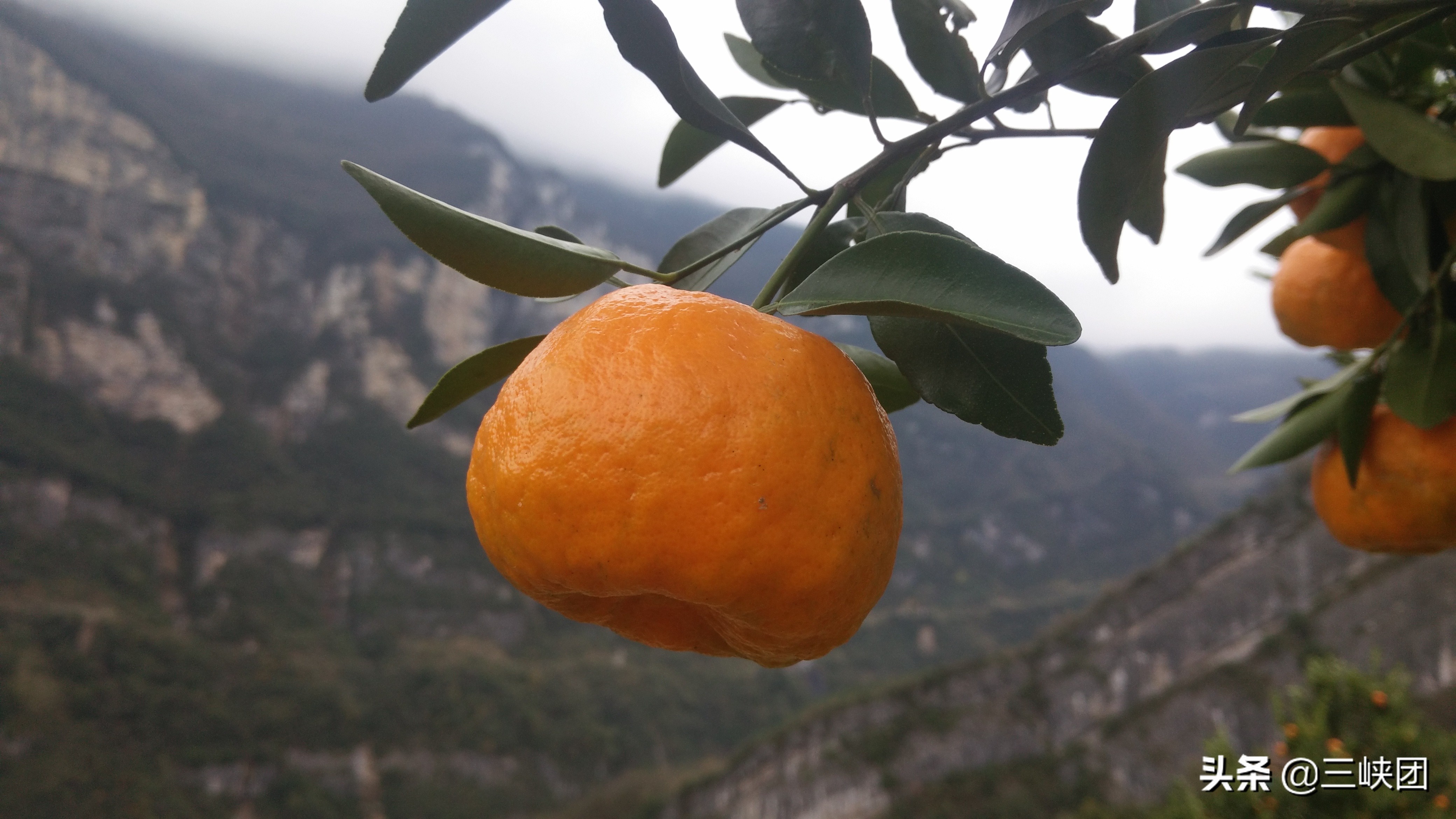 河南返乡创业的新农人自媒体,新农人自媒体