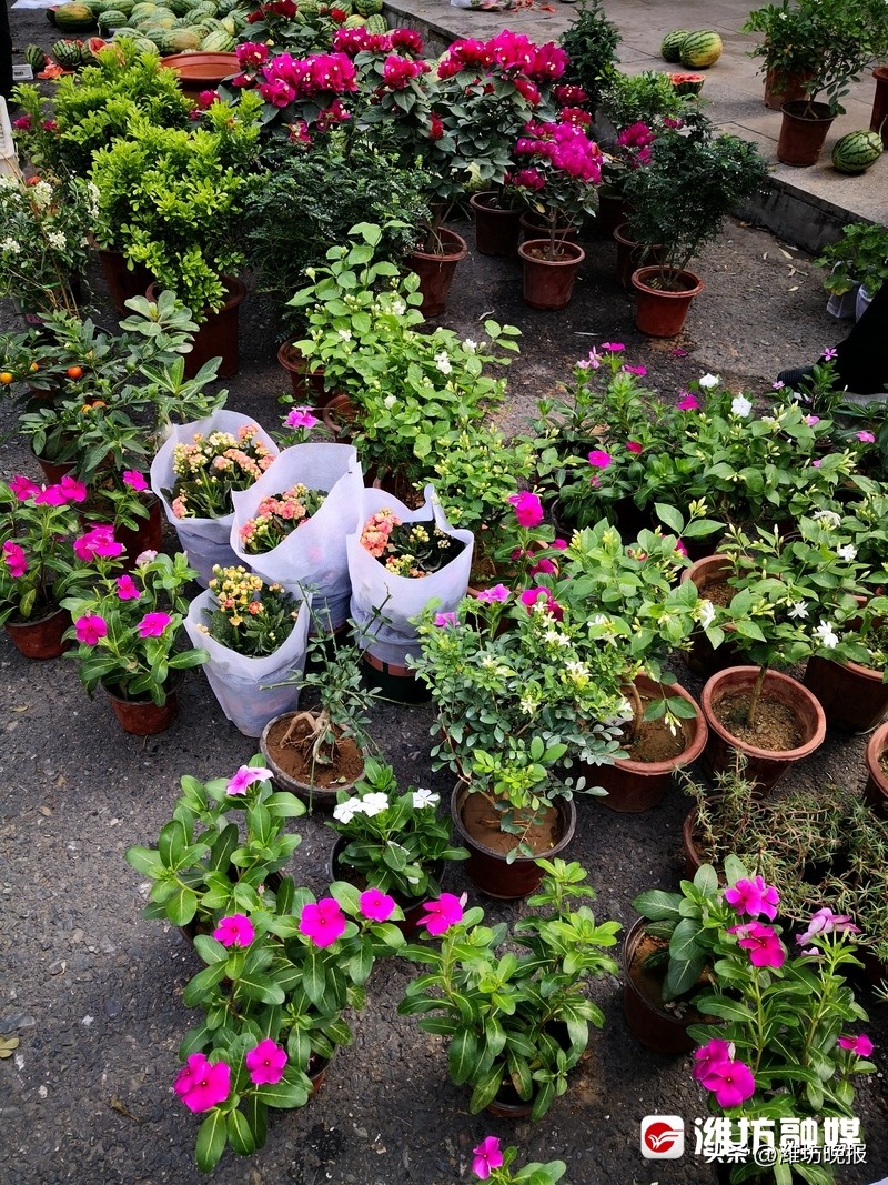 【农贸市场“慢”游记：新华乙巷早市，潍坊人的超长版“菜篮子”！】