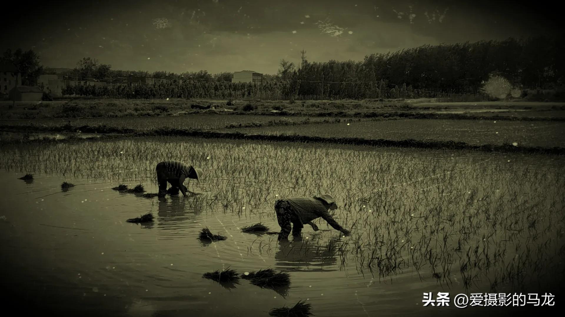 第一次插秧文案,第一次插秧日记200字