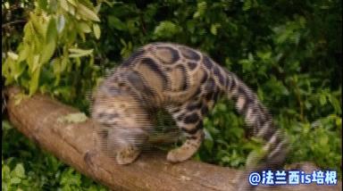 世界上最厉害的猫科动物豹猫,豹猫我国最可怜的野生猫科动物