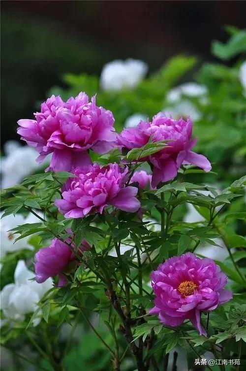 世界独一无二中国国花洛阳牡丹,洛阳牡丹定为国花的理由