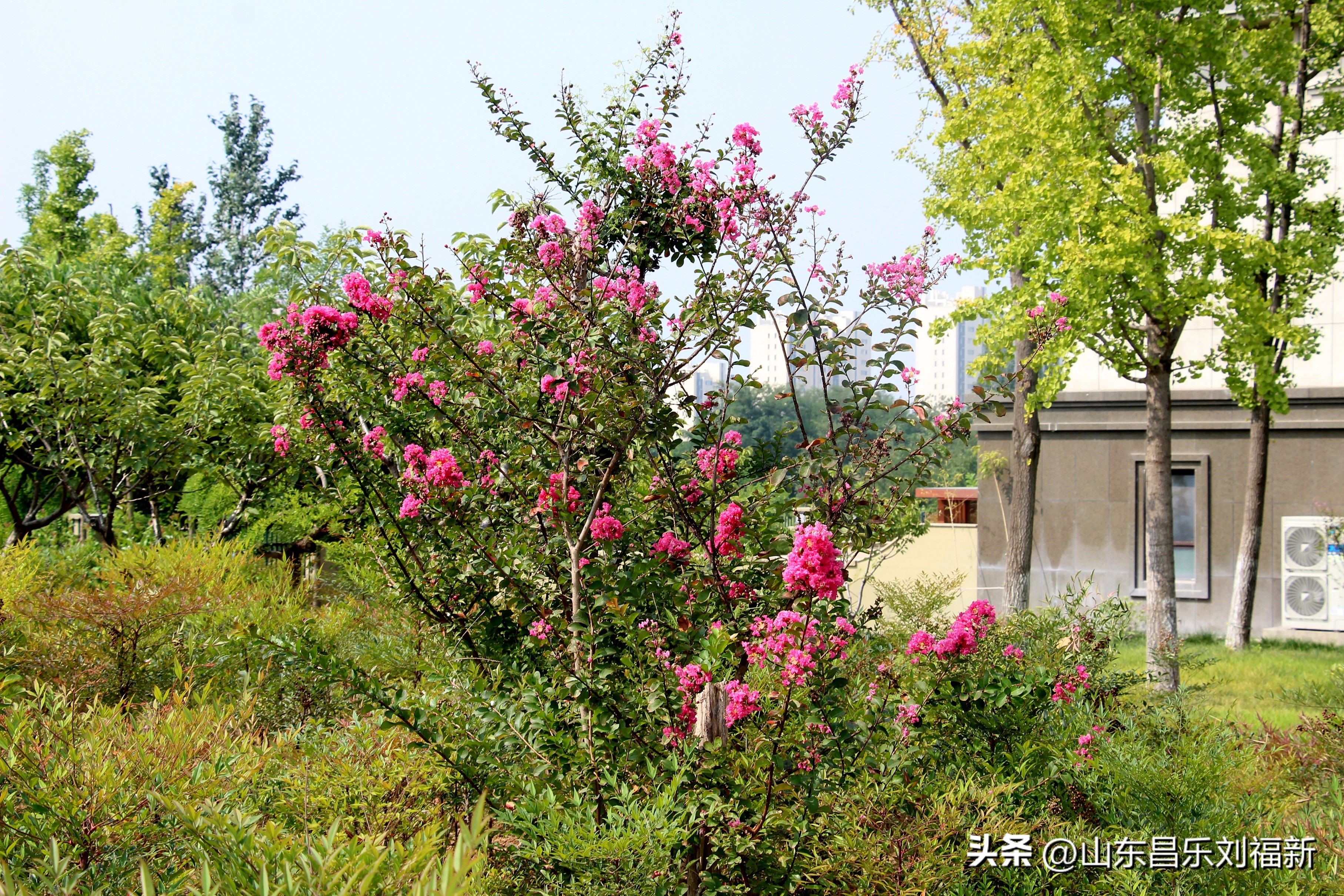 碧水龙庭深圳7栋4单元,顺光风景片拍摄