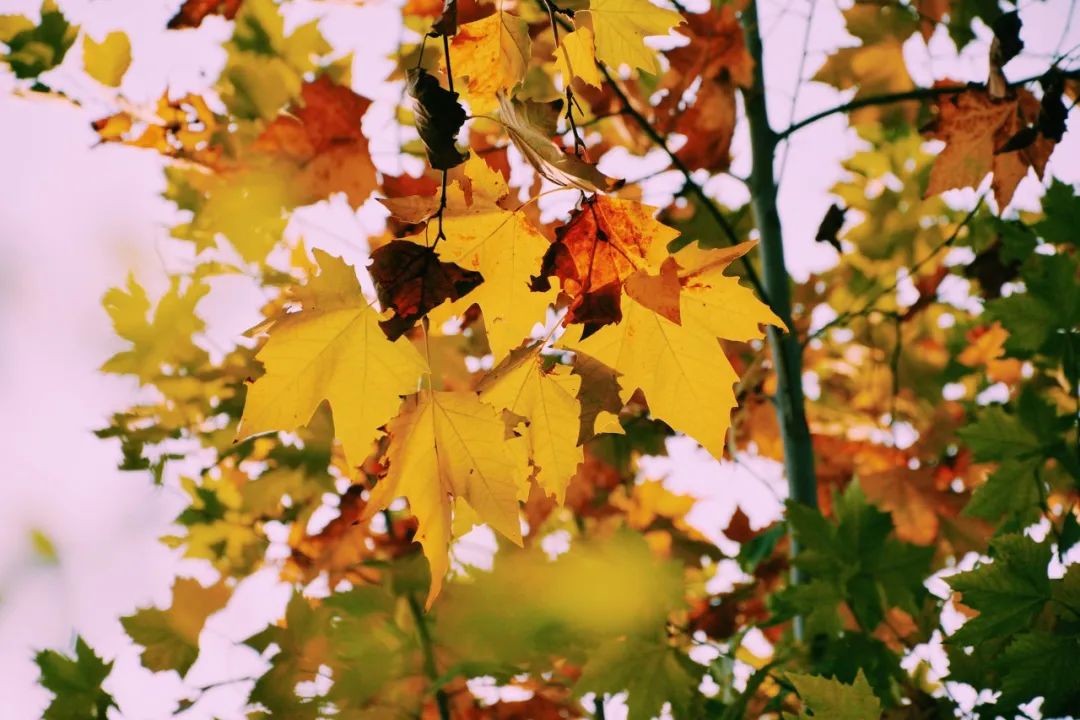 秋风的唯美诗词,十首最好的秋风诗