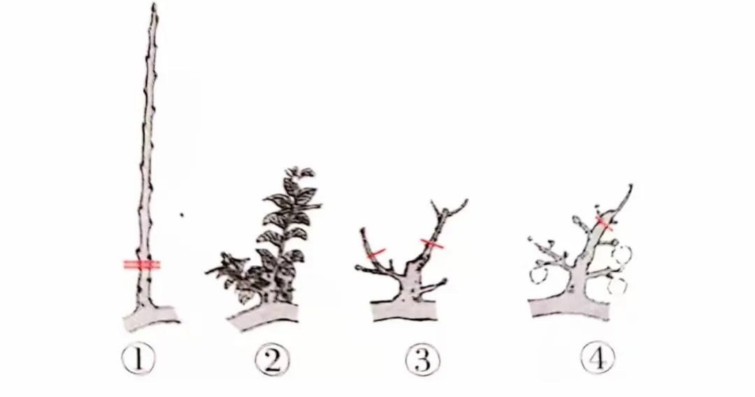 盆景修剪方法技巧口诀,盆景修剪技巧图解教程