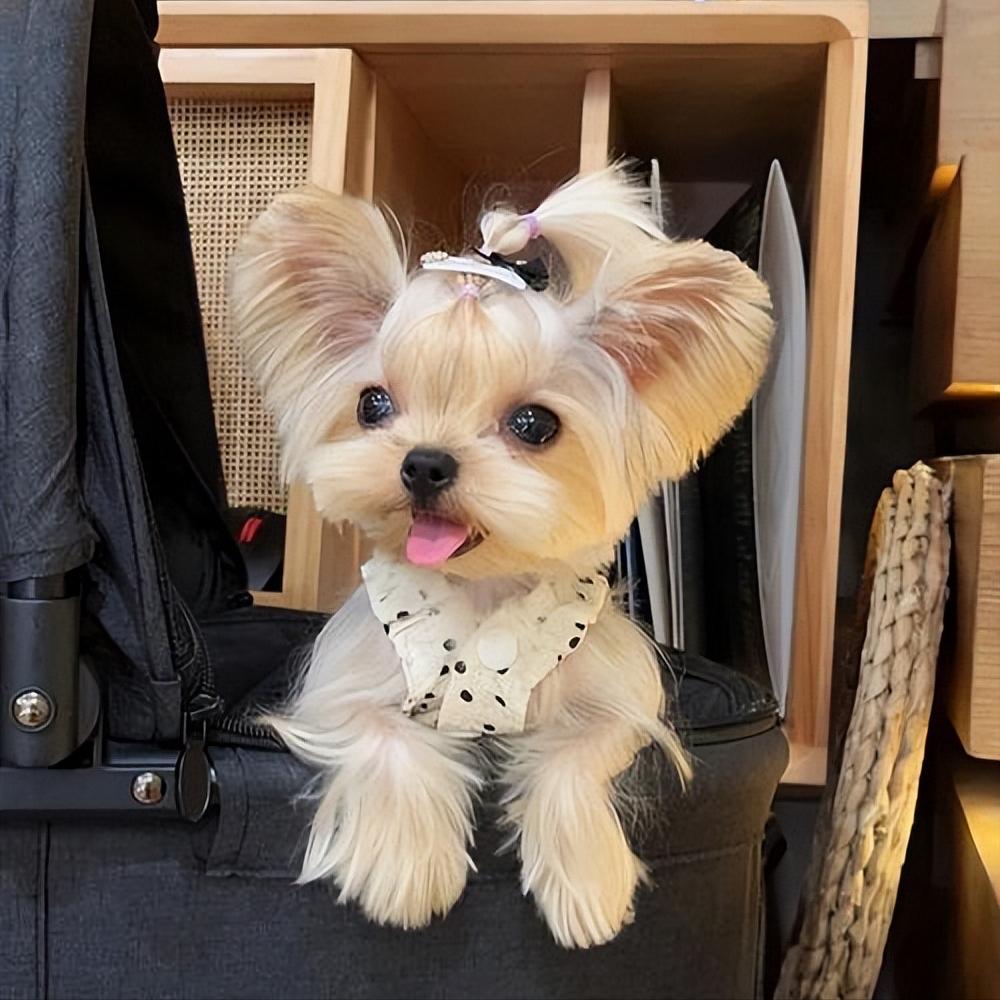 约克夏不好看为什么那么多人喜欢,约克夏为什么臭