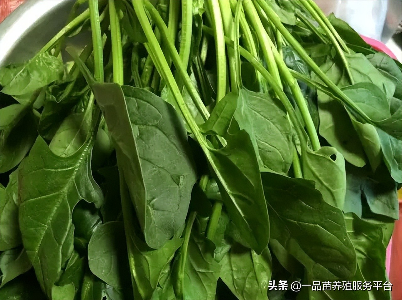 养鸡不能喂的五种菜,三农养鸡小妙招农村散养土鸡