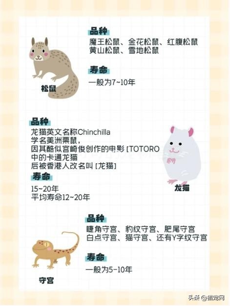 除了猫狗还有什么宠物能养,适合养宠物的房间格局