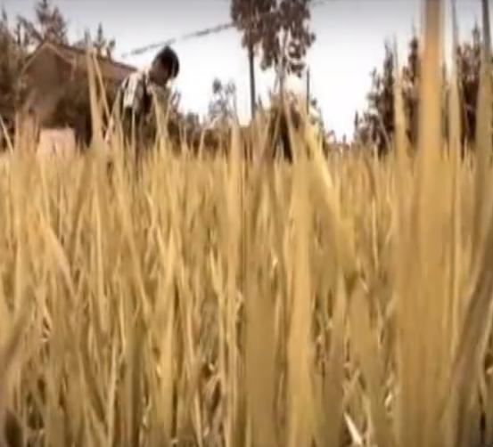 稻田惊现不明生物行动诡异,大山深处不明生物真相大揭秘