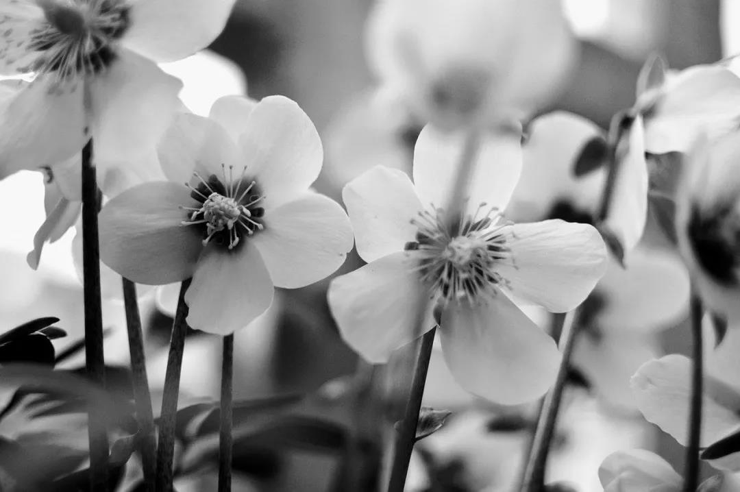 松山医话完整版,松山医话解说