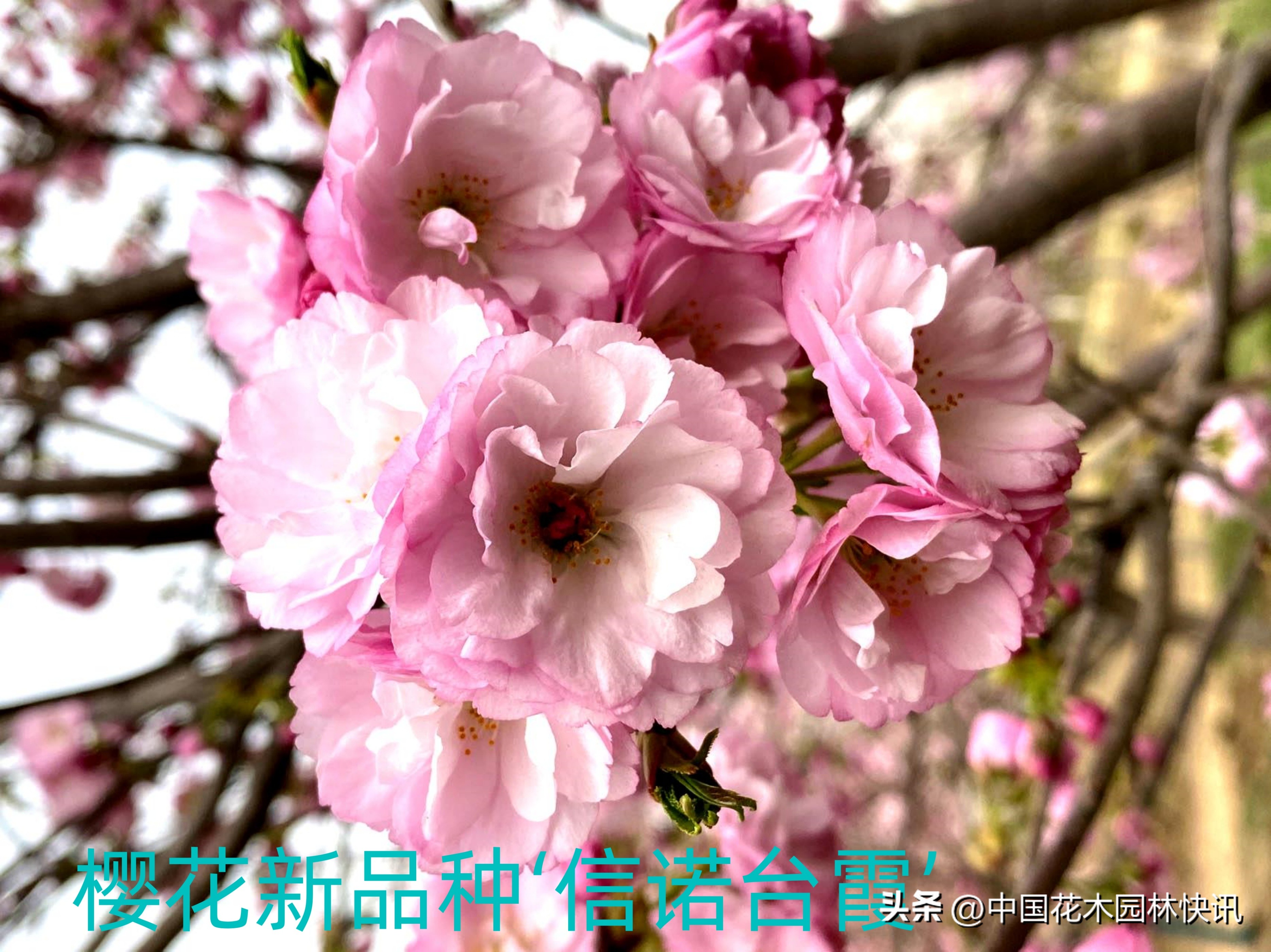 青岛樱桃谷樱花,青岛大崂樱花谷单樱