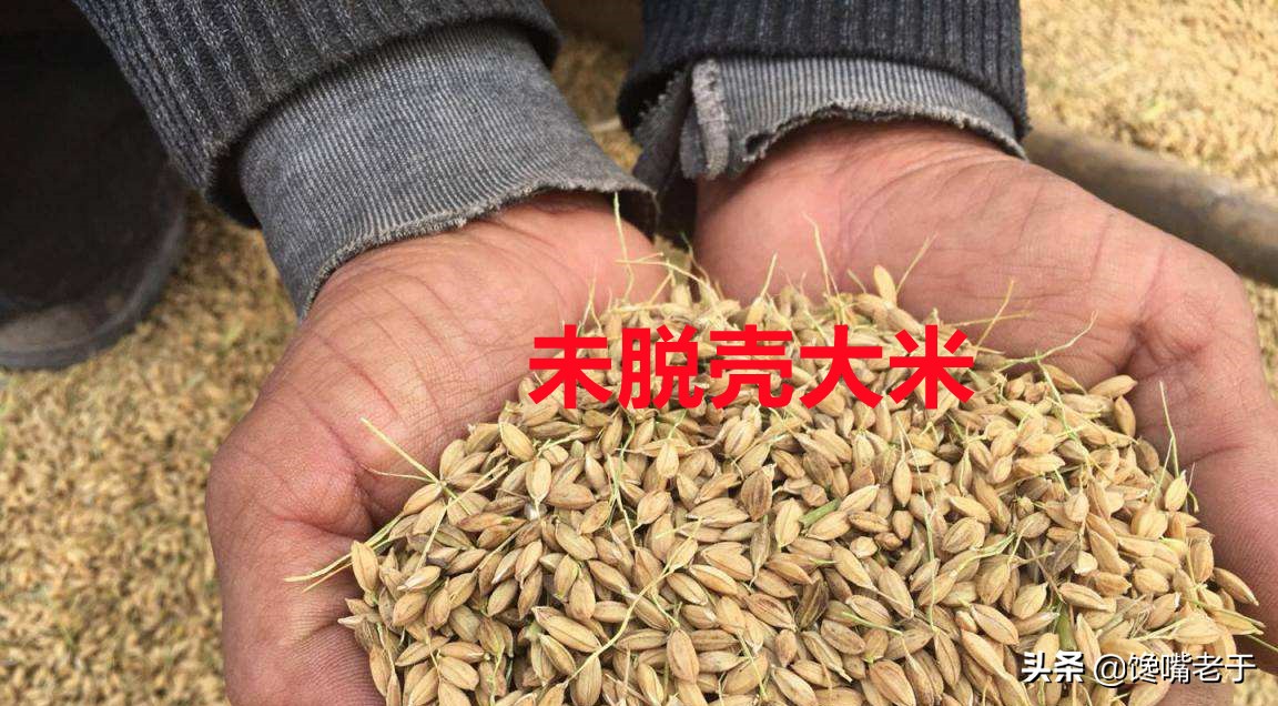 如何辨别新米还是陈米,如何辨别薏仁米是新米还是陈米