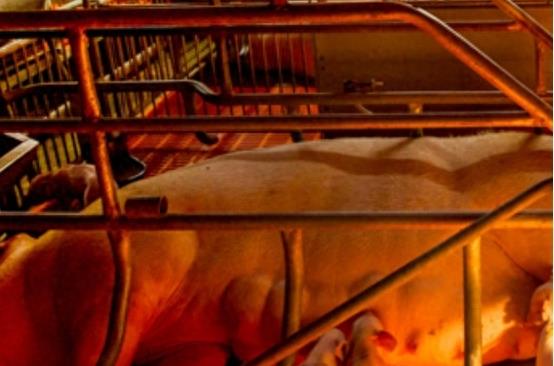 炒肉粘锅的原因,炒猪肉粘锅怎么处理