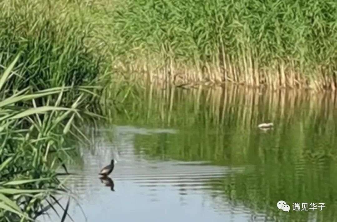 包头市台地公园景观,包头台地公园介绍