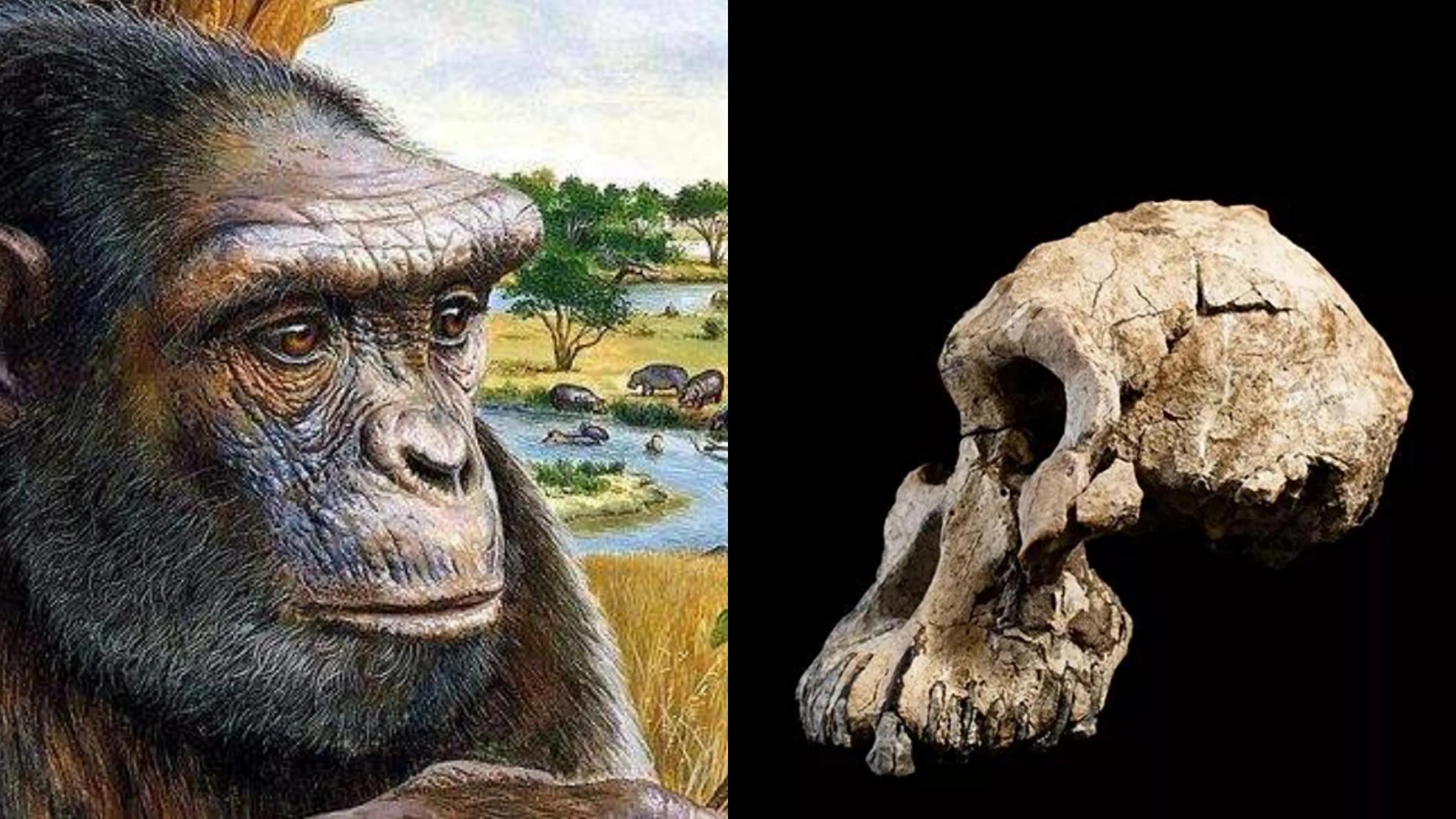 世界上最早的人类在哪个国家,世界上最早出现的人类在哪个洲